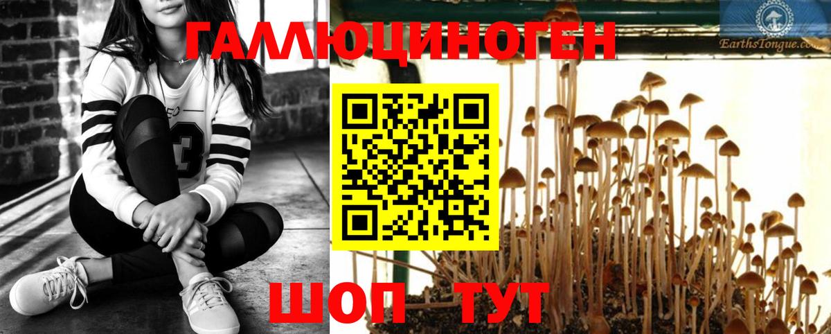 Псилоцибиновые грибы GOLDEN TEACHER Брянск